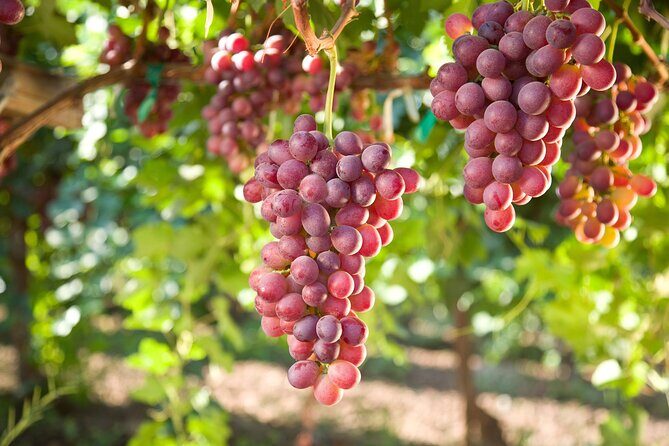 11 Course Lunch with Cooking Mastery and Wine Tasting in Rhodes - Weather and timing: planning for a 4-hour outdoor-friendly day