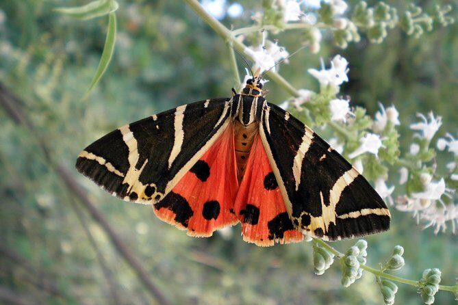 Butterfly Valley & Wine, Olive Oil, Honey Tasting Tour (Small Group) - Bee Museum and honey tasting: thyme, pine, orange blossom, and more