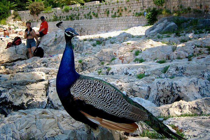 Filerimos Hill & Butterflies Valley Adventure! - Price and what you get for $31.42