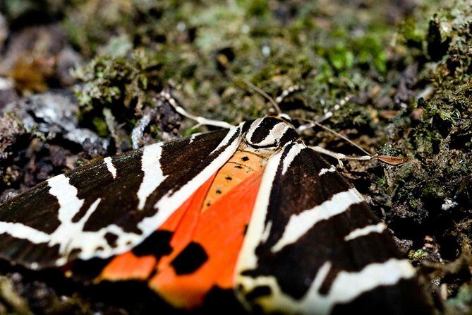 Filerimos Hill & Butterflies Valley Adventure! - Filerimos Hill: Monastery of Our Lady and the Ialysos Acropolis ruins