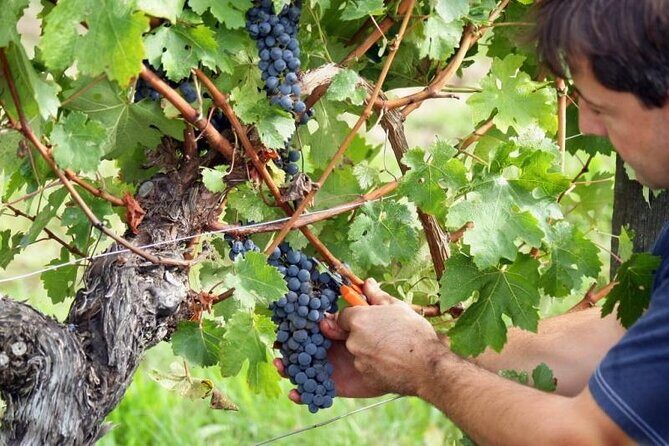 Food & Wine Tour: 11- Course Lunch, Cooking Class, Wine Tasting - Cooking class at the heart of the meal