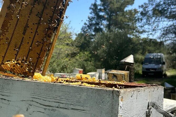 Honey production &Tasting experience " Areti Honey " - Key things to know before you go