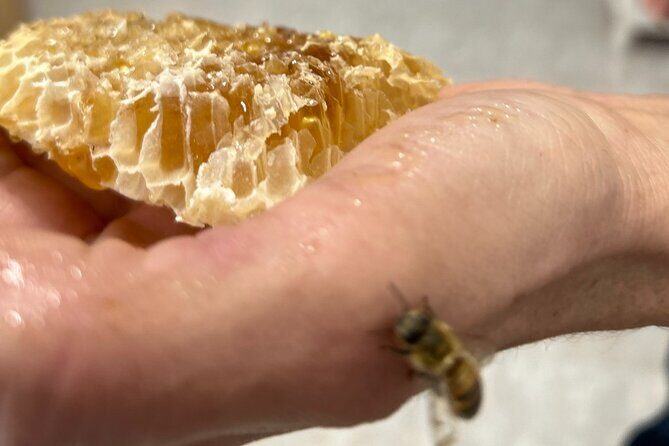 Honey production &Tasting experience " Areti Honey " - Fresh honey from the honeycombs: why that sample hits different