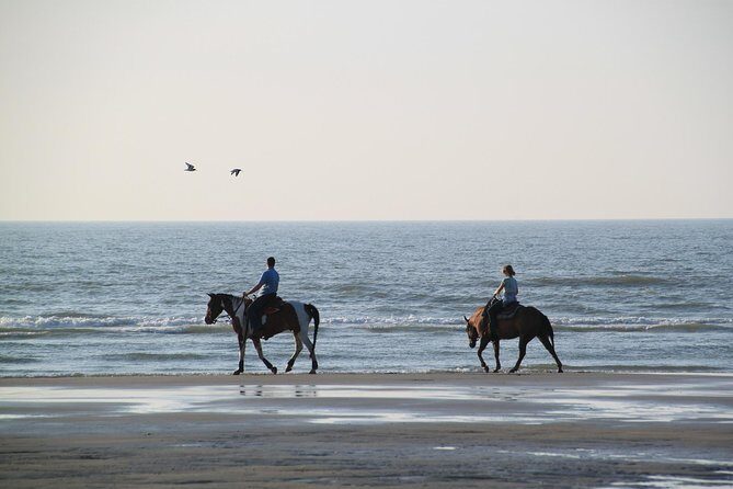 Horse riding on the Beach, Rhodes - Horses, Comfort, and Practical Limits (Fitness and Weight)