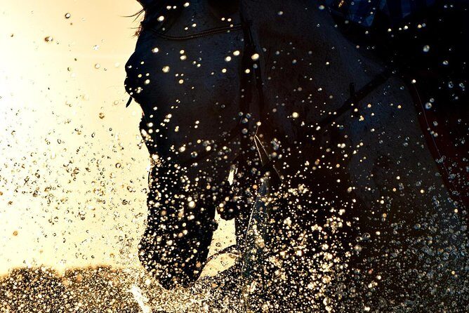 Horse riding on the Beach, Rhodes - Should You Book This Horse Riding on the Beach in Rhodes?