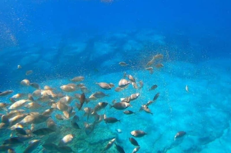 Lindos: 3Hour Hippo Submarine with Swim Stop at Navarone Bay - Underwater Portholes and Sea Life: Fun, But Don’t Expect Perfect Visibility Every Time