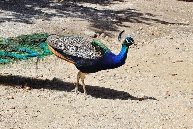 Private Tour: Best of Rhodes in one day (Full Island Tour) - Filerimos Cross: Panoramas, Athena’s Temple Site, and Peacocks