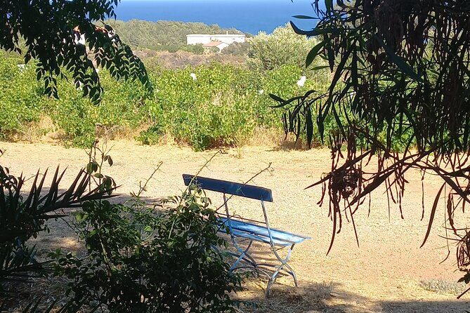 Private Tour: Discover the Secret World of Olives in Afantou - A 4:00 pm start gives you golden-hour olive time in Rhodes