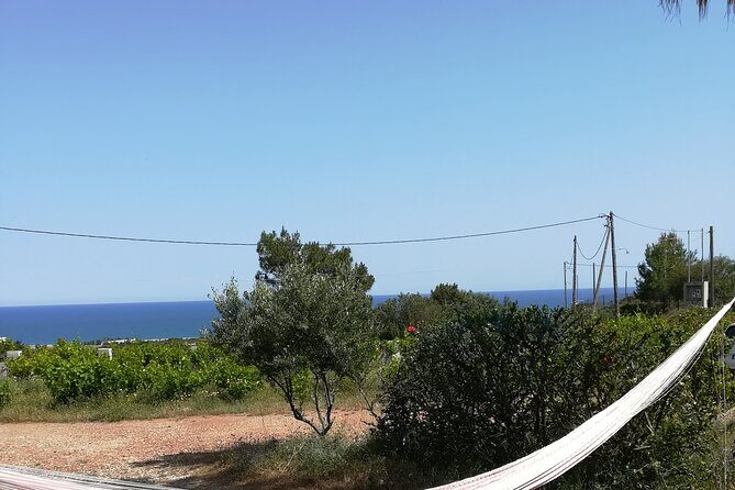 Private Tour: Discover the Secret World of Olives in Afantou - Welcome drink on the terrace: sea views and farm life