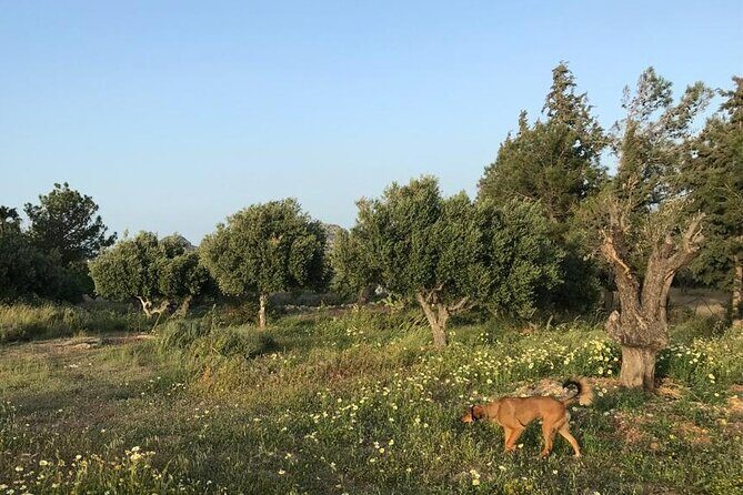 Private Tour: Discover the Secret World of Olives in Afantou - Price and value for a private 3-hour experience