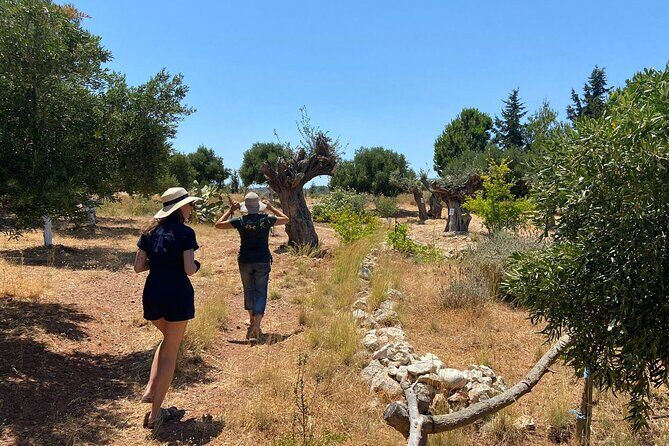 Private Tour: Discover the Secret World of Olives in Afantou - How olives become oil: harvest history and use-it-today tips