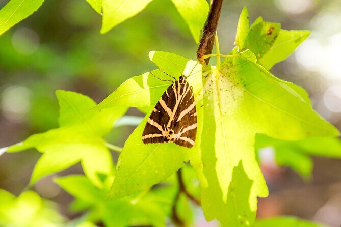 Rhodes: Butterfly Valley & Seven Springs Nature Day Trip - Seven Springs Food Tip: Bring Snacks, Plan Around the Restaurant