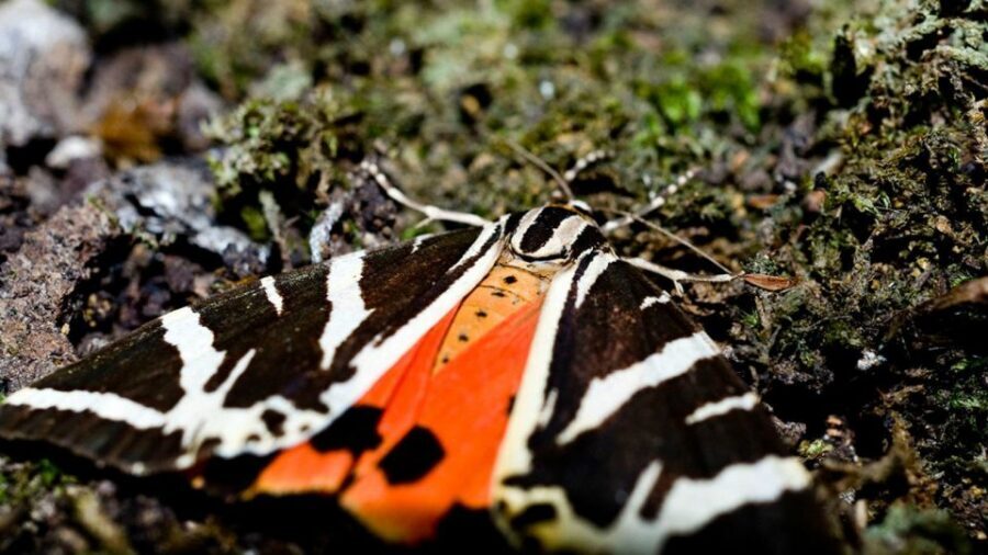 Rhodes: Filerimos Hill and Butterfly Valley Bus Trip - The Rhodes half-day bus plan: simple, timed, and mostly self-guided