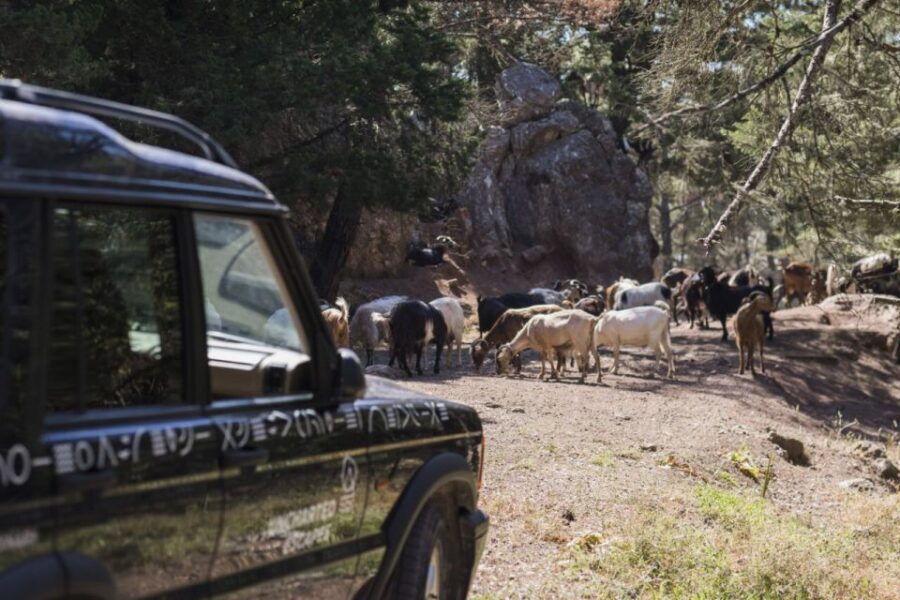 Rhodes: Full-Day 4WD Southern Safari Tour - A small-jeep safari day across Southern Rhodes