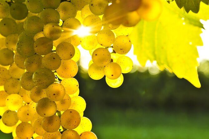 Rhodes Wine & Food Tour: 10 Meal Course Lunch, Wine Tasting, Cooking Class - From ship or hotel to the winery: how the day flows