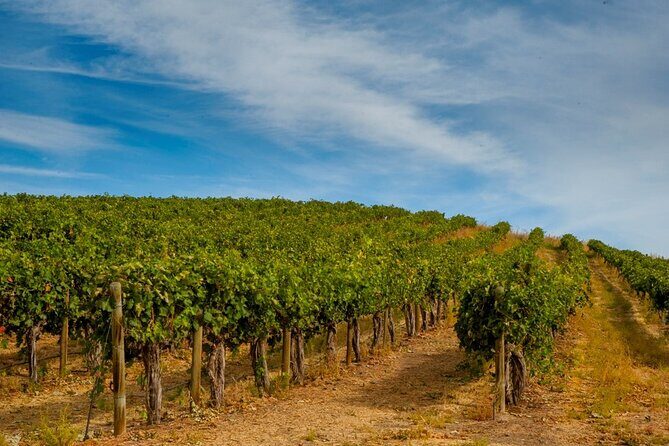 Rhodes Wine & Food Tour: 10 Meal Course Lunch, Wine Tasting, Cooking Class - The 10-course Greek lunch and unlimited wine: where the value lands