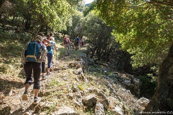 Small Group Sunset Hiking from Salakos to Profitis Ilias - The forest stretch: cypress and Aleppo pine shade that really helps