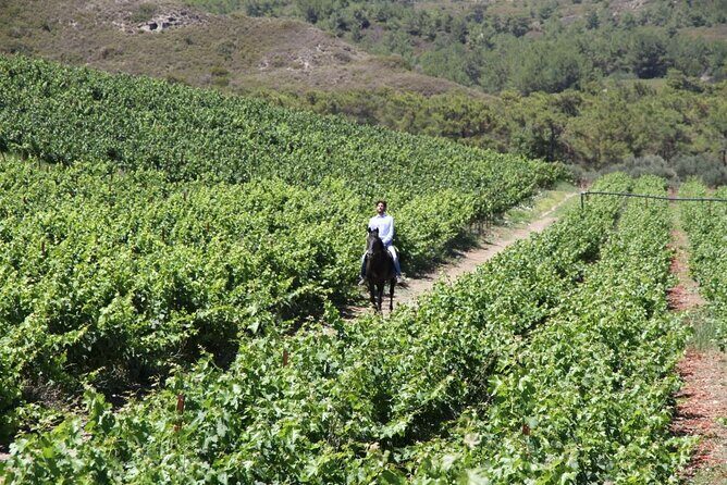Traditional Greek COOKING class and Wine Tasting in Rhodes - The Meze Dinner Overlooking the Vines