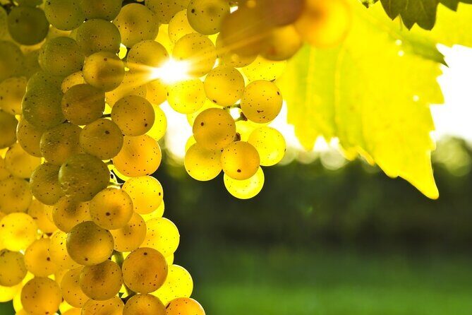 Vine & Dine Tale: 11-Plate Lunch, Wine Discovery, Cooking Mastery - Vineyard Walk: Grapes, Roots, and How the Winemaking Starts