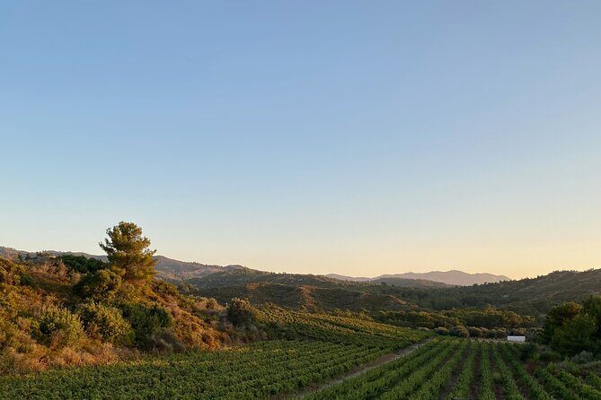 Winery Tour, Tasting and cooking with the Winemaker in Rhodes - Why a Rhodes Wine Day Blends Vineyards, Cooking, and Tsipouro