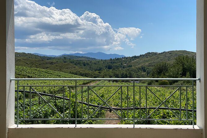 Winery Tour, Tasting and cooking with the Winemaker in Rhodes - Vineyard Walk: Grapes, Sustainable Viticulture, and Traditional Vinification